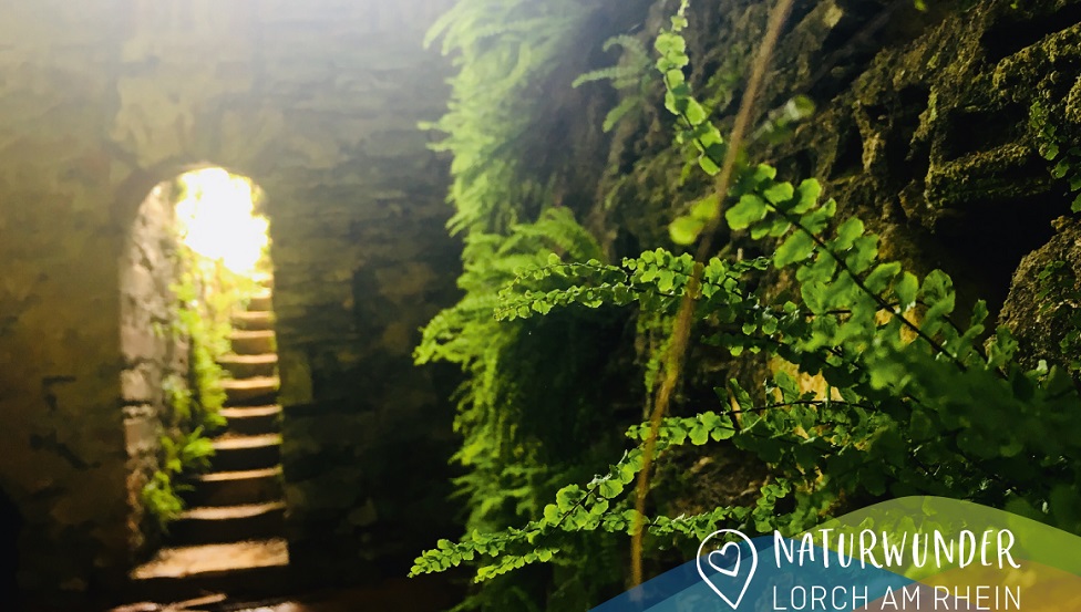 Naturwunder - der Werkerbrunnen im Sauerbornbachtal, Rastpunkt des Wisper Trails 